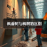枫香树与枫树的区别（图4）