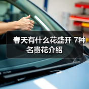 春天有什么花盛开 7种名贵花介绍（图4）