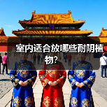 室内适合放哪些耐阴植物？（图3）