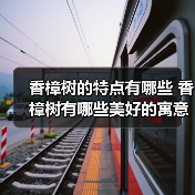 香樟树的特点有哪些 香樟树有哪些美好的寓意（图1）
