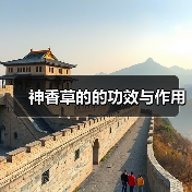 神香草的的功效与作用（图3）
