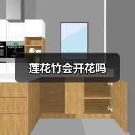 莲花竹会开花吗（图3）