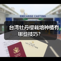 台湾牡丹樱栽培种植有哪些技巧？（图2）