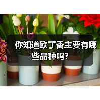 你知道欧丁香主要有哪些品种吗?（图1）
