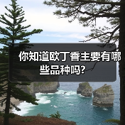 你知道欧丁香主要有哪些品种吗?（图3）