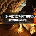 紫苏的功效与作用|紫苏的食用与禁忌（图3）