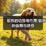 紫苏的功效与作用|紫苏的食用与禁忌（图2）