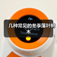 几种常见的冬季落叶树木（图2）