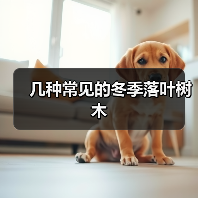 几种常见的冬季落叶树木（图1）