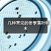 几种常见的冬季落叶树木（图3）