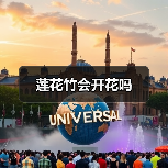 莲花竹会开花吗（图4）