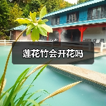莲花竹会开花吗（图2）