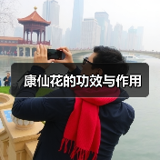 康仙花的功效与作用（图1）