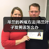 吊兰的养殖方法|吊兰叶子发黄该怎么办（图3）