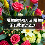 吊兰的养殖方法|吊兰叶子发黄该怎么办（图1）