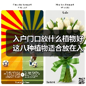 入户门口放什么植物好 这八种植物适合放在入户门口（图2）