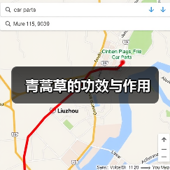 青蒿草的功效与作用（图2）