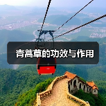 青蒿草的功效与作用（图1）