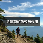 金沸草的功效与作用（图2）