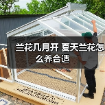 兰花几月开 夏天兰花怎么养合适（图3）