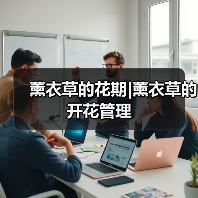 薰衣草的花期|薰衣草的开花管理（图1）