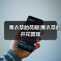 薰衣草的花期|薰衣草的开花管理（图3）