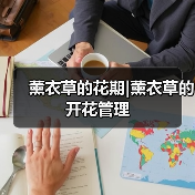 薰衣草的花期|薰衣草的开花管理（图2）