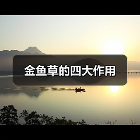 金鱼草的四大作用（图3）