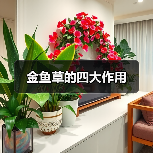 金鱼草的四大作用（图2）