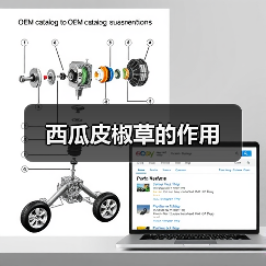 西瓜皮椒草的作用（图4）
