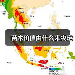 苗木价值由什么来决定（图2）