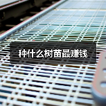 种什么树苗最赚钱（图4）