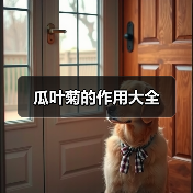 瓜叶菊的作用大全（图4）