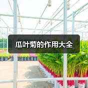 瓜叶菊的作用大全（图3）