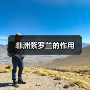 非洲紫罗兰的作用(图2) 非洲紫罗兰的作用(图2)