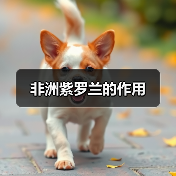 非洲紫罗兰的作用(图3) 非洲紫罗兰的作用(图3)