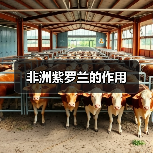 非洲紫罗兰的作用(图1) 非洲紫罗兰的作用(图1)