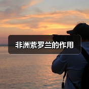 非洲紫罗兰的作用(图4) 非洲紫罗兰的作用(图4)
