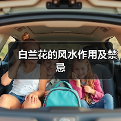 白兰花的风水作用及禁忌（图4）