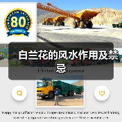 白兰花的风水作用及禁忌（图2）