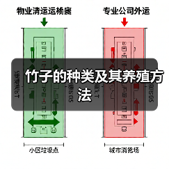 竹子的种类及其养殖方法（图1）