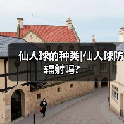 仙人球的种类|仙人球防辐射吗?（图4）