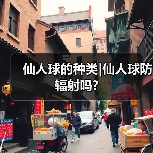 仙人球的种类|仙人球防辐射吗?（图3）