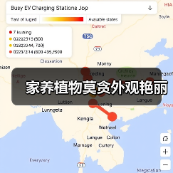 家养植物莫贪外观艳丽（图1）