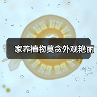 家养植物莫贪外观艳丽（图2）