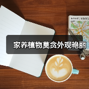 家养植物莫贪外观艳丽（图3）