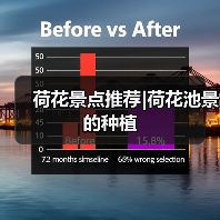荷花景点推荐|荷花池景的种植（图1）