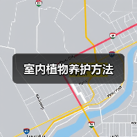 室内植物养护方法（图3）