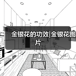 金银花的功效|金银花图片（图2）