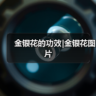 金银花的功效|金银花图片（图4）